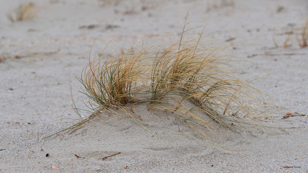 Eine kleine Düne mit Strandhafer auf Sylt