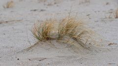 Eine kleine Düne mit Strandhafer auf Sylt