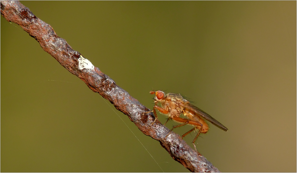 eine kleine Dungfliege