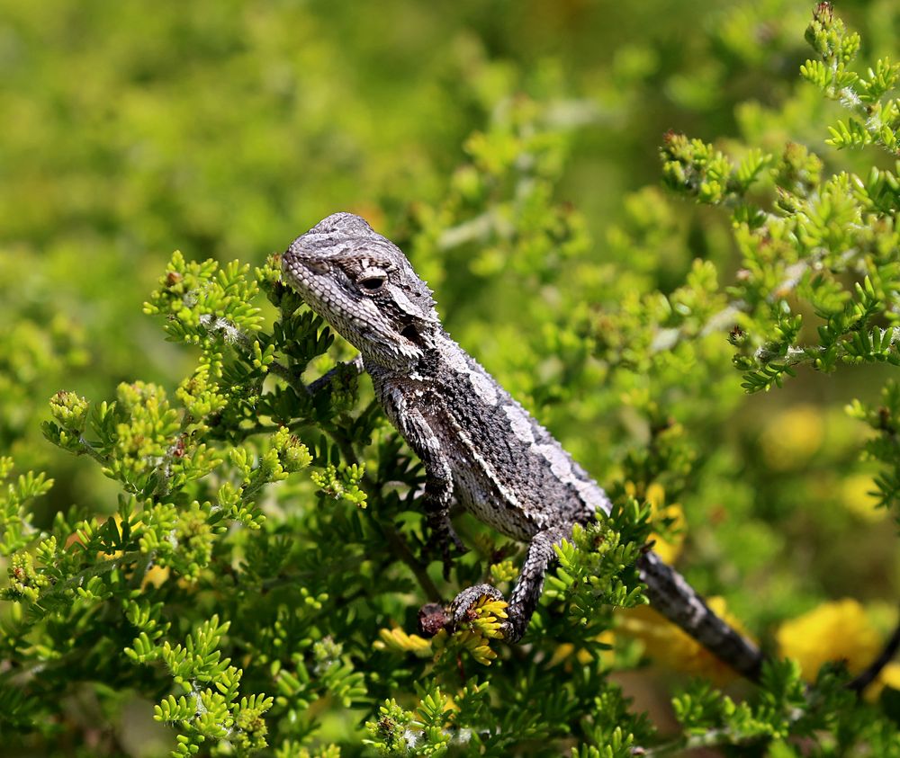 Eine kleine Echse Foto &amp; Bild natur, tiere, wildlife