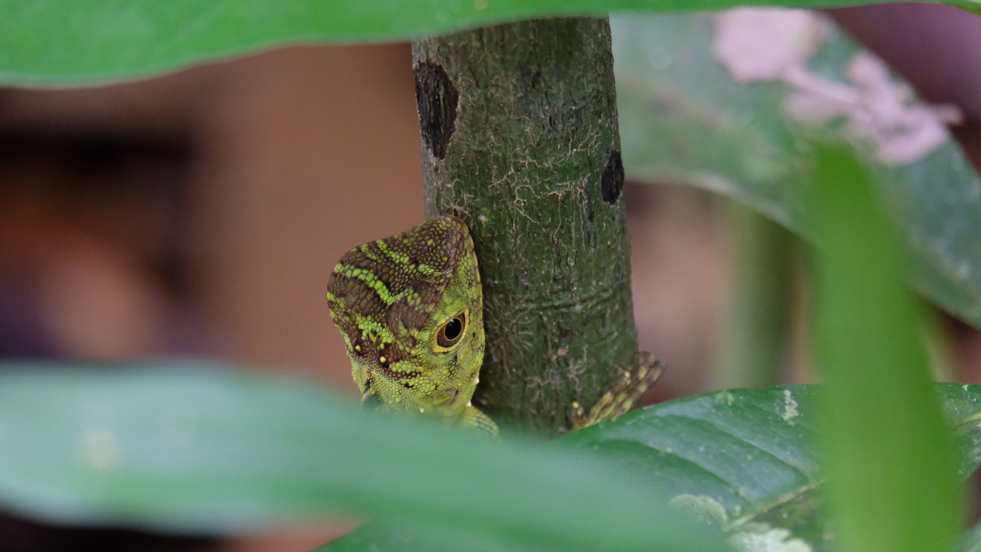 Eine kleine Entdeckung in dem großen Dschungel von Borneo