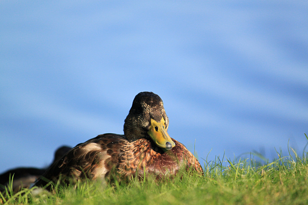 Eine kleine Ente