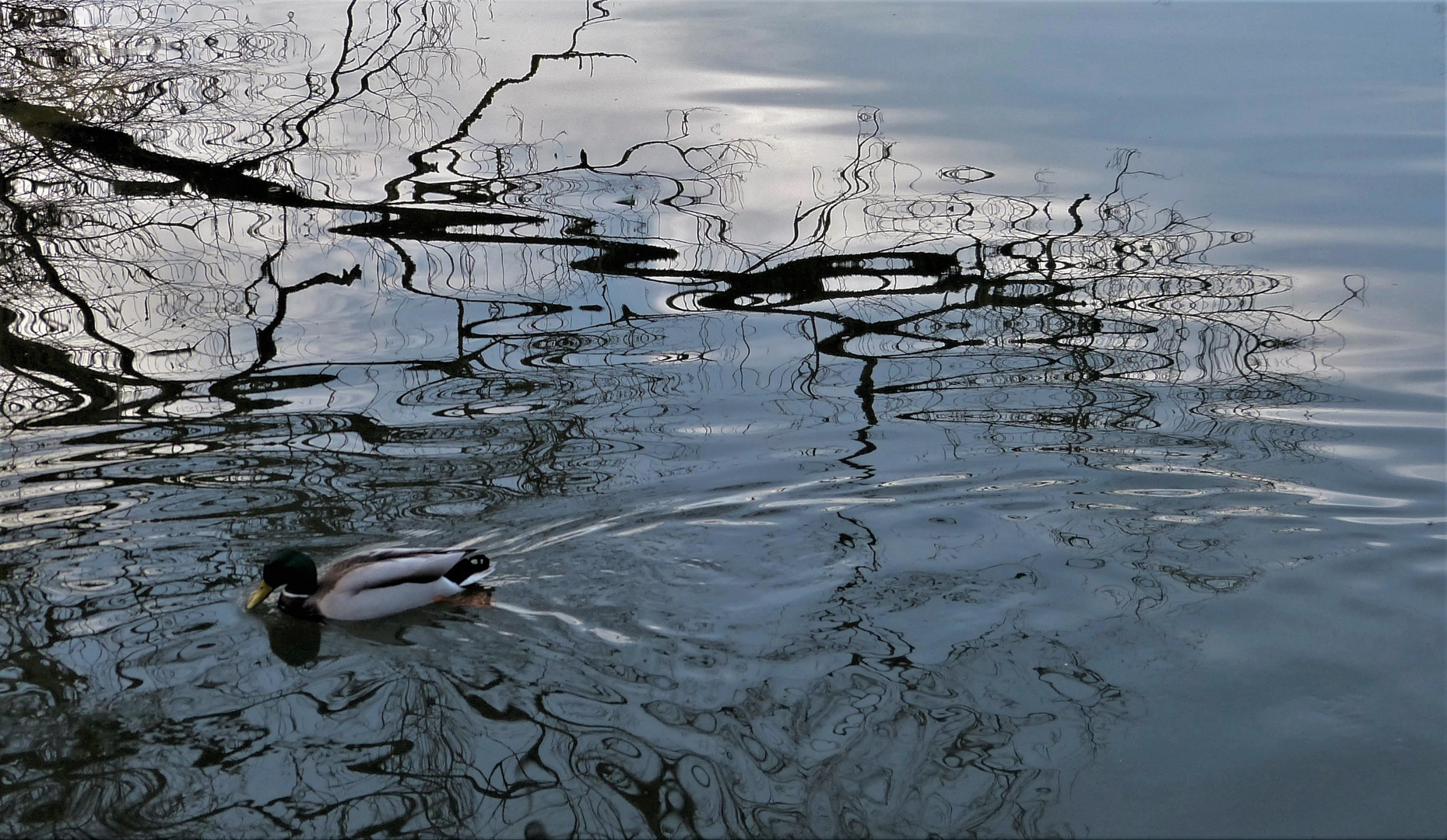 Eine kleine Ente