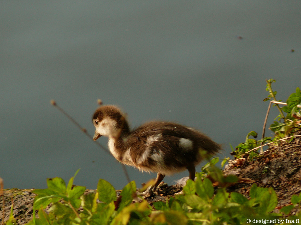 Eine kleine Ente :)