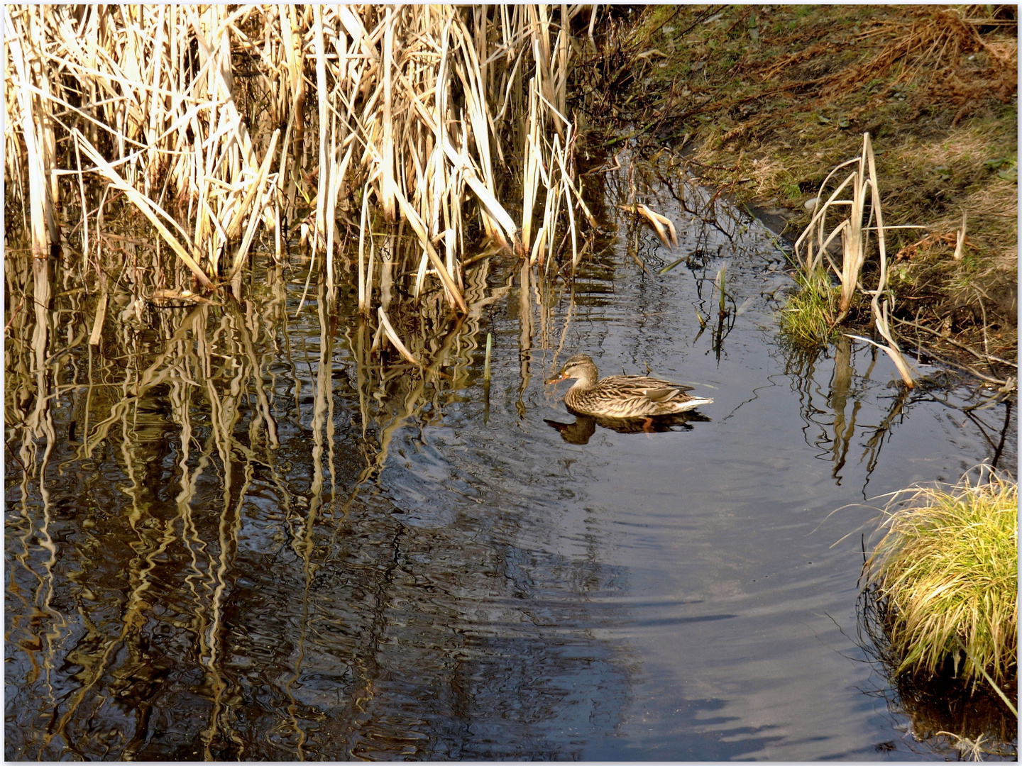 Eine kleine Ente und ganz viel Natur