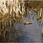 Eine kleine Ente und ganz viel Natur