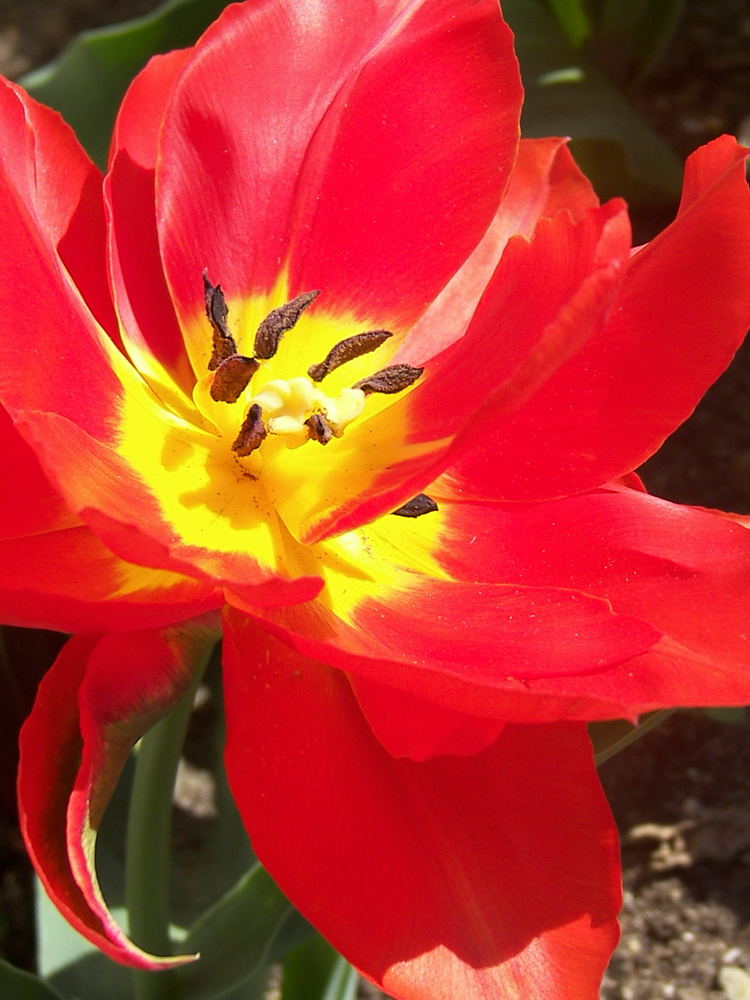 Eine kleine Erinnerung an den Frühling