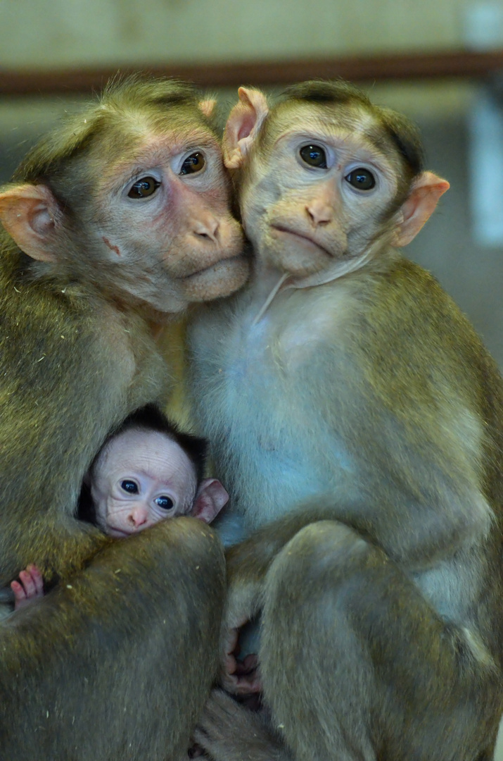 eine kleine Familie