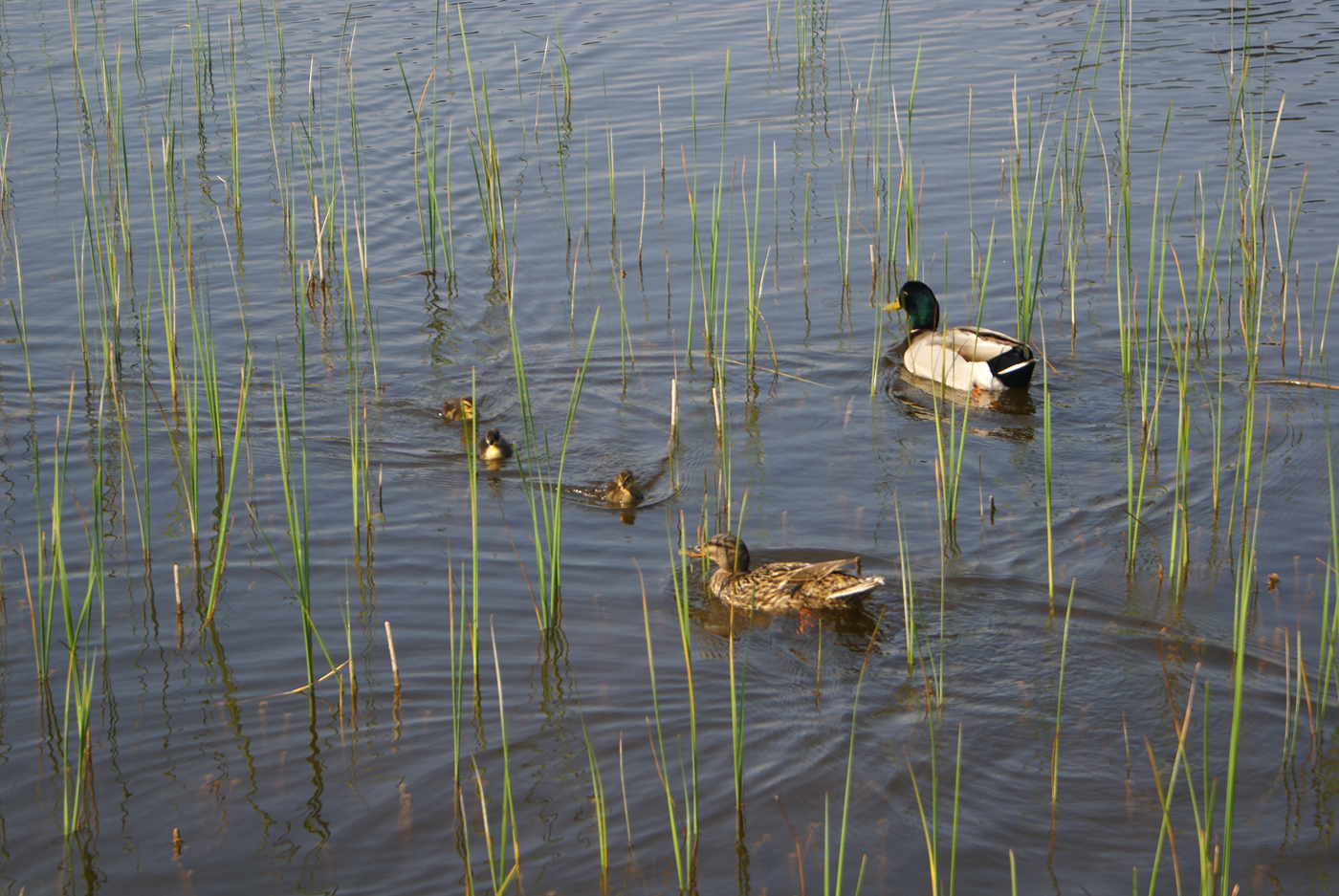 ..eine kleine Familie..