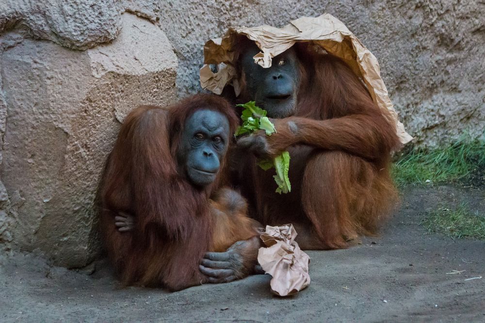 Eine kleine Familie 