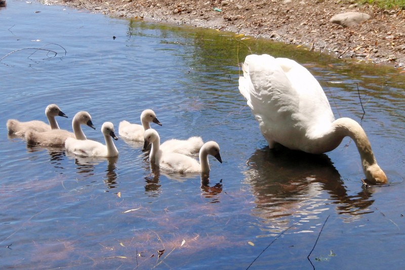 Eine kleine Familie