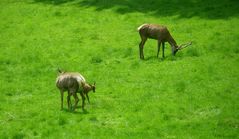  Eine kleine Familie...