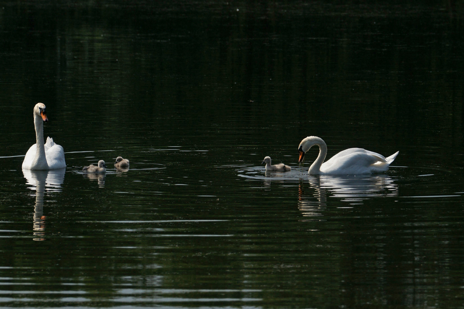 Eine kleine Familie.