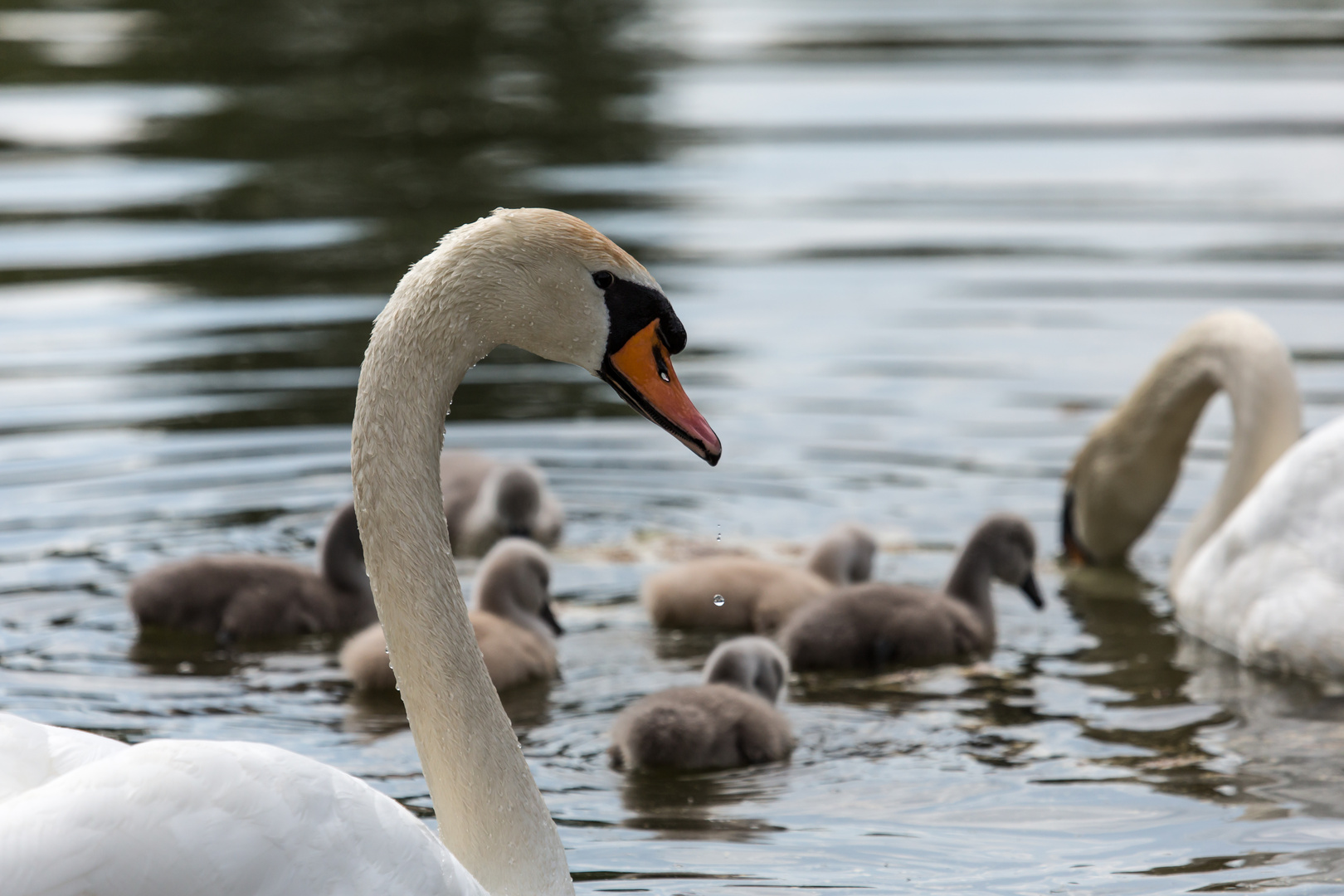 Eine kleine Familie