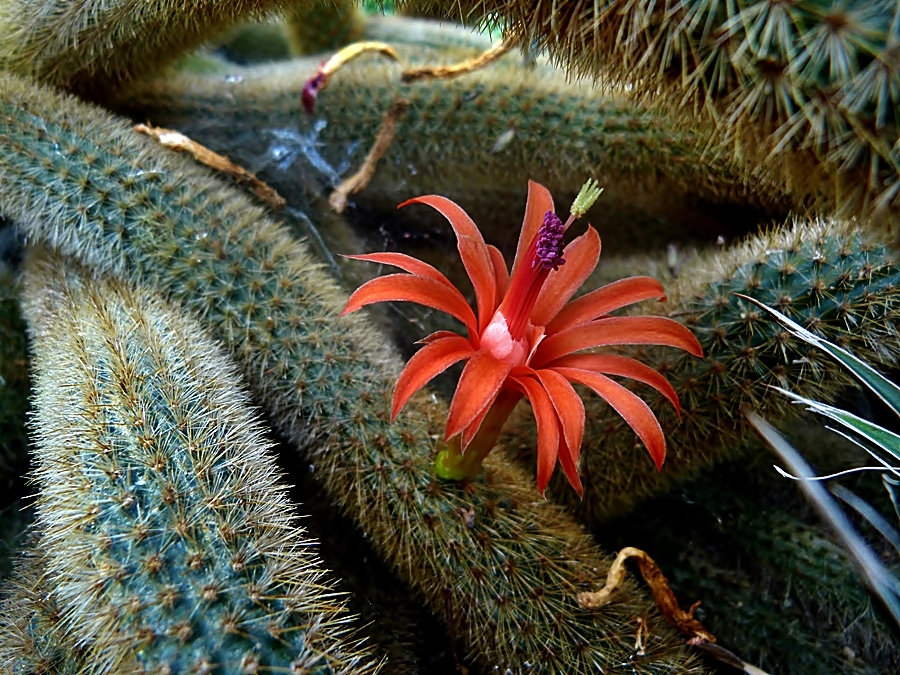 Eine kleine, feine Kaktusblüte . . .