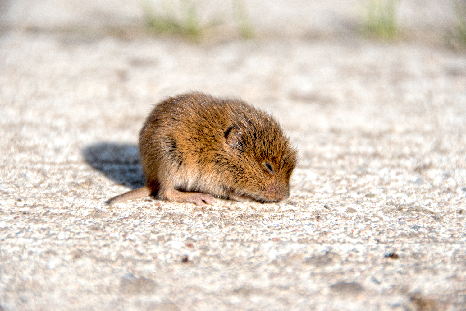 Eine kleine Feldmaus schläft...