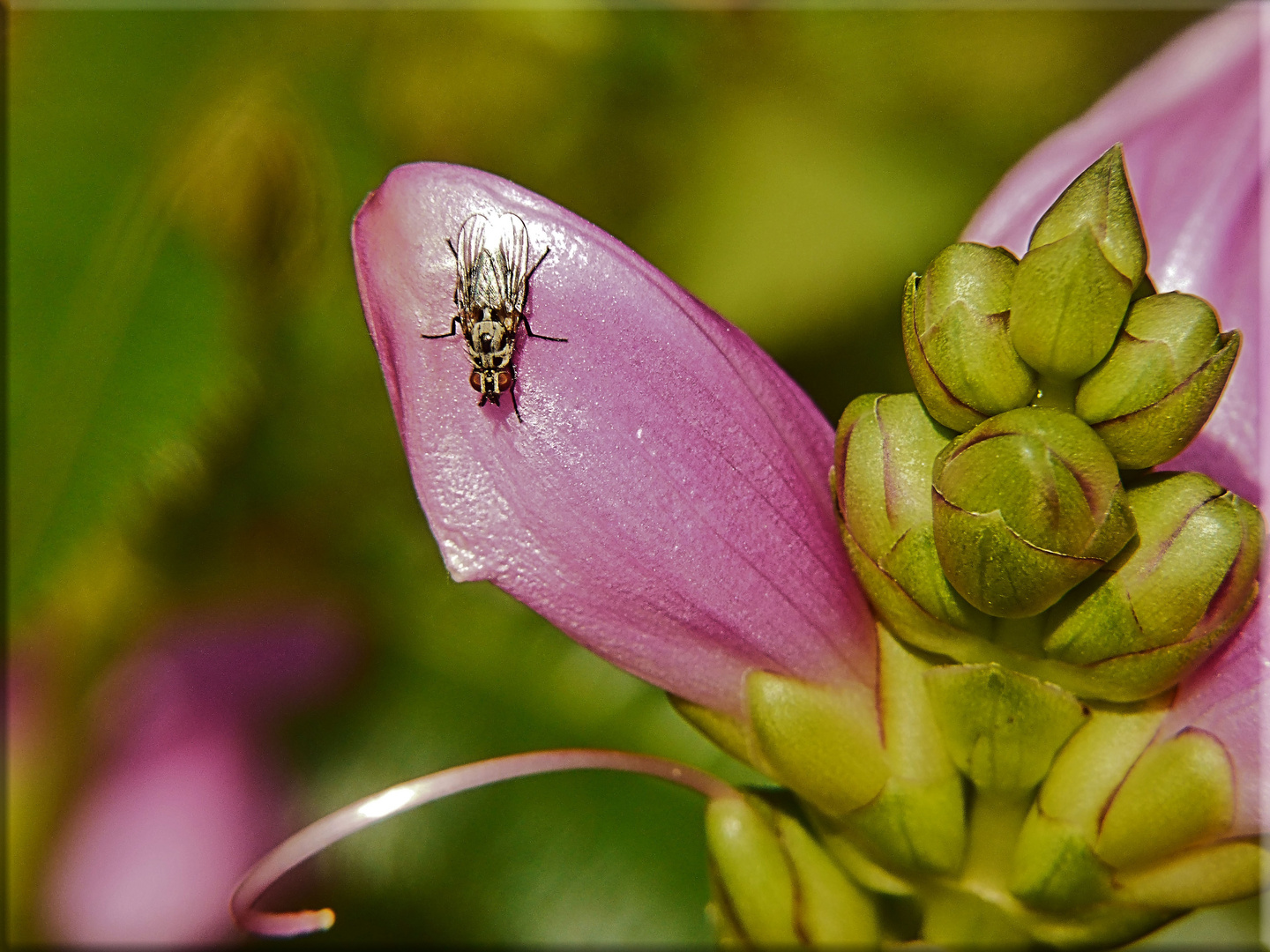 Eine kleine Fliege Foto & Bild natur, pflanzen, kleinpflanzen