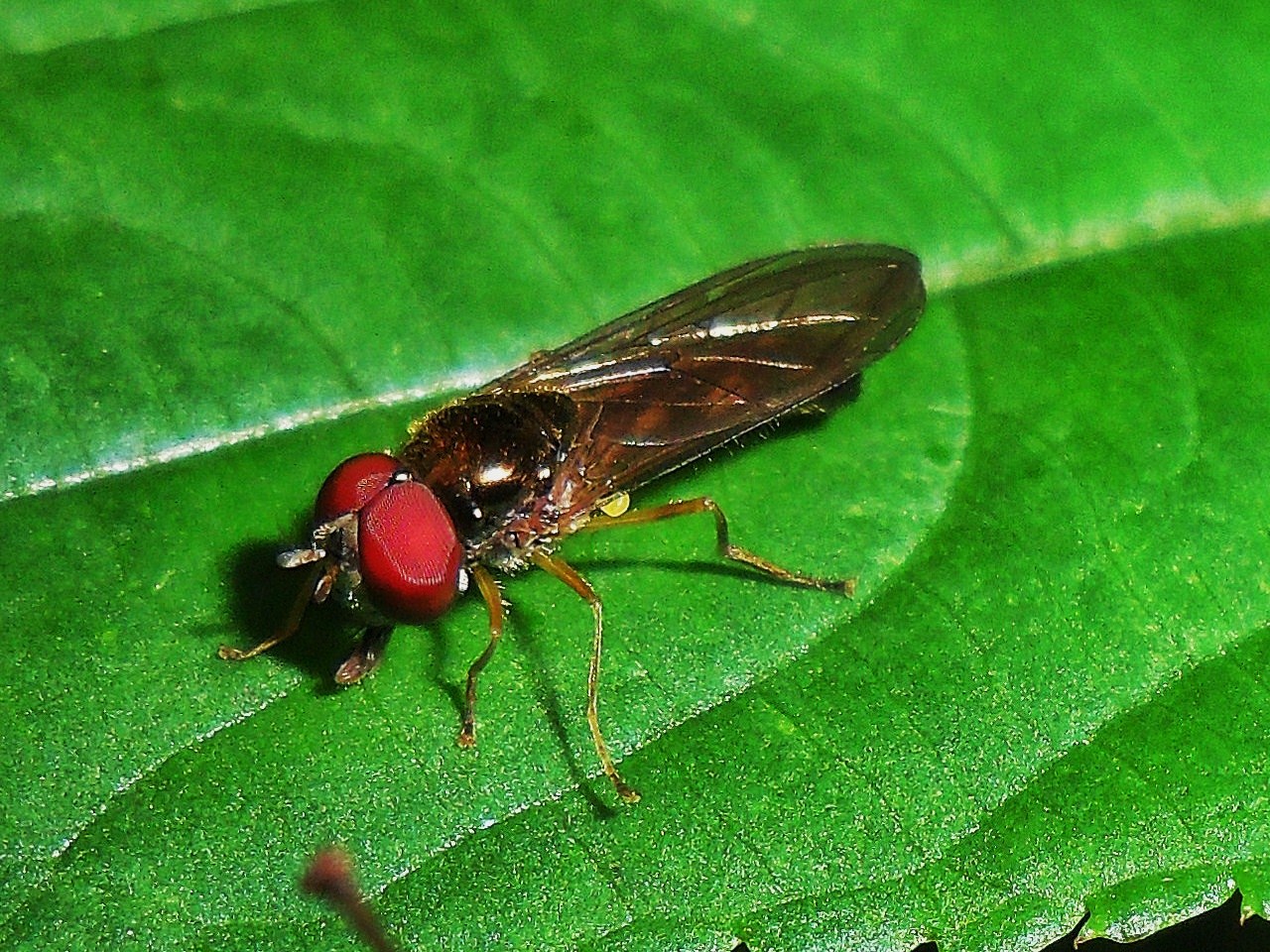 Eine kleine Fliege