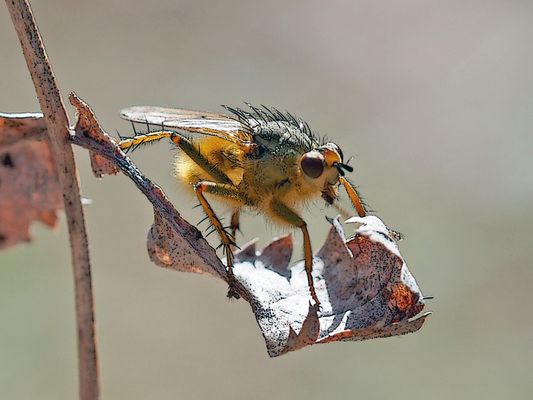 Eine kleine Fliege, die auch ihre Daseinsberechtigung hat ...