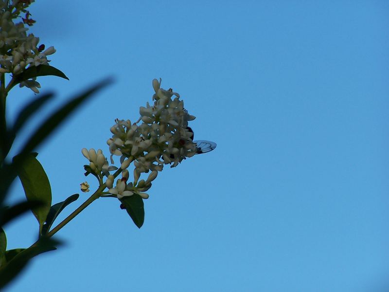 eine kleine Fliege - versteckt sich