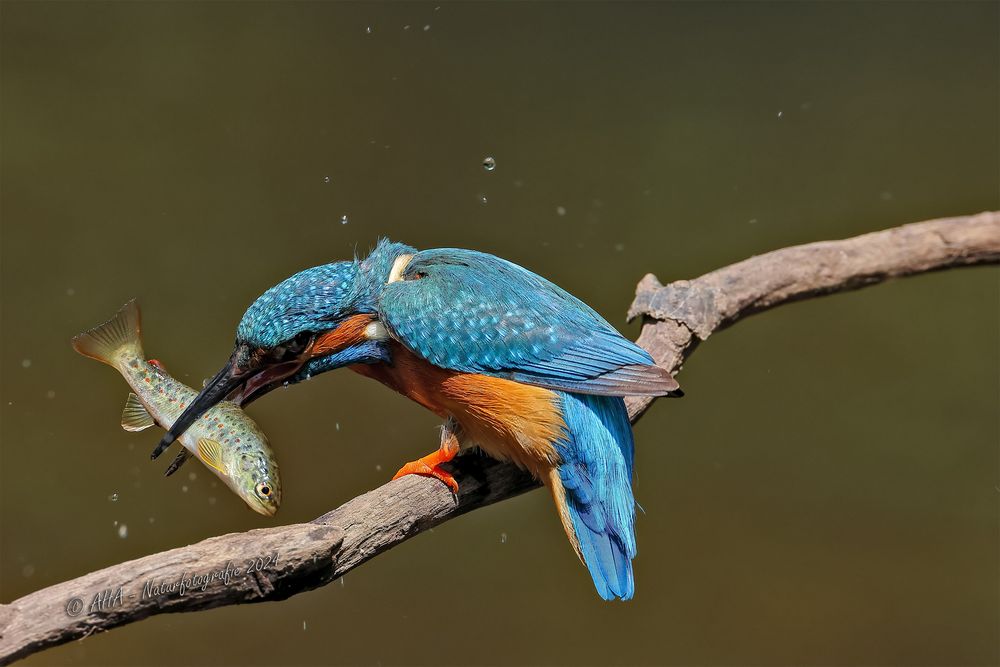 Eine kleine Forelle wird erschlagen