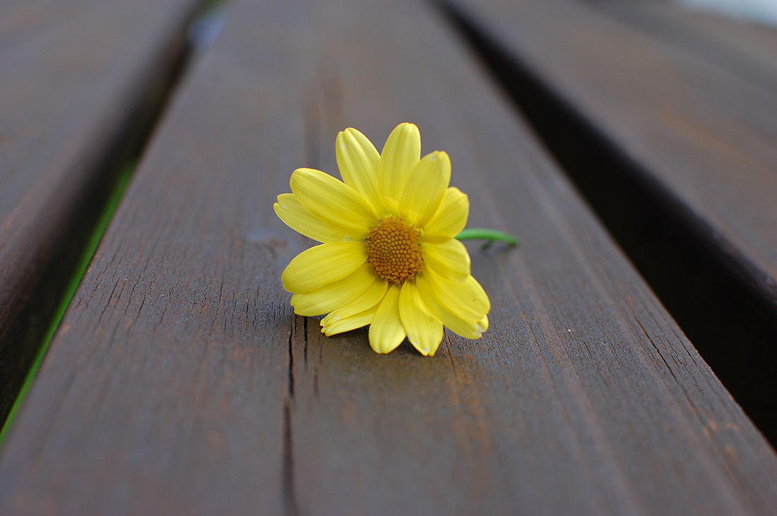 Eine kleine Frühlingsblume...