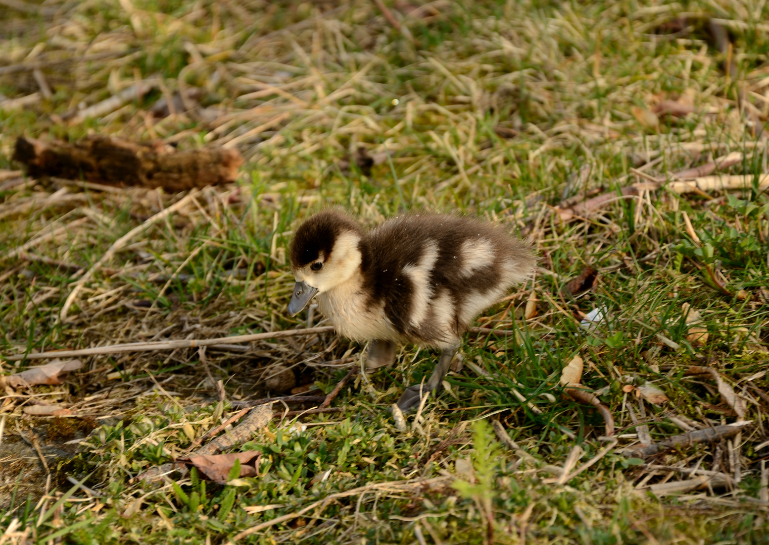 Eine kleine Gans...