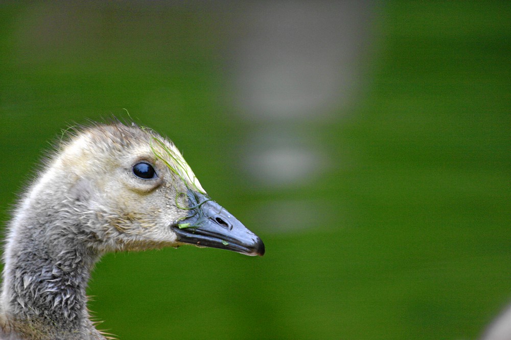 Eine kleine Gans