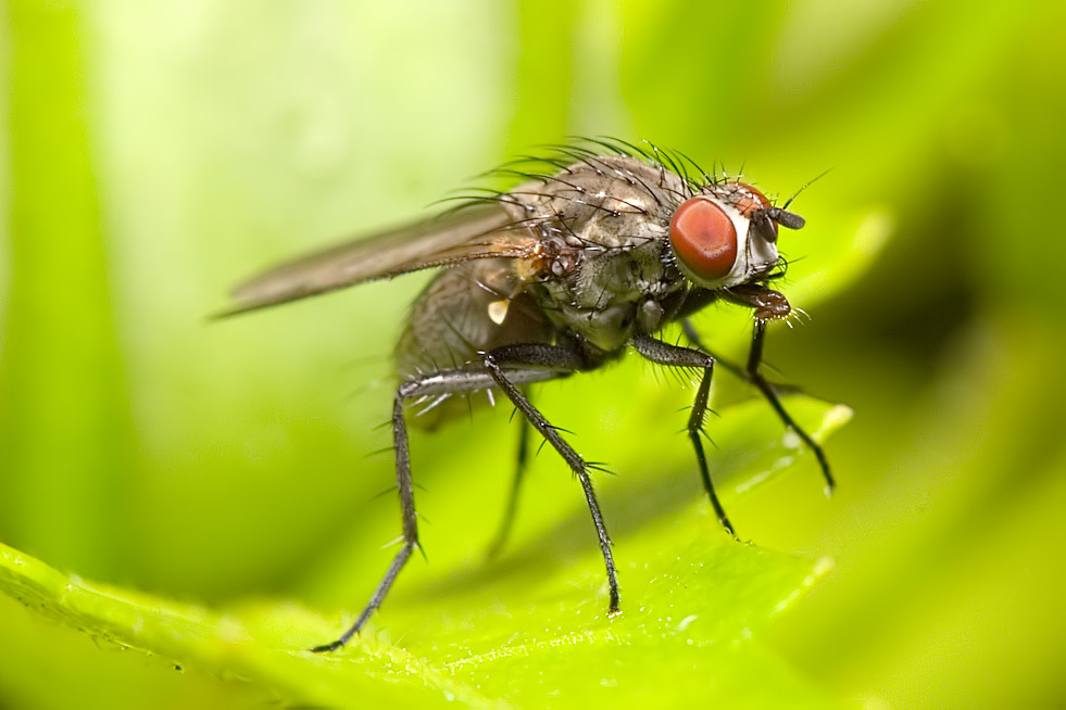 Eine kleine, große Fliege nach dem Regen