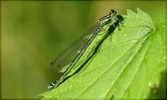 Eine kleine grünblaue Pechlibelle