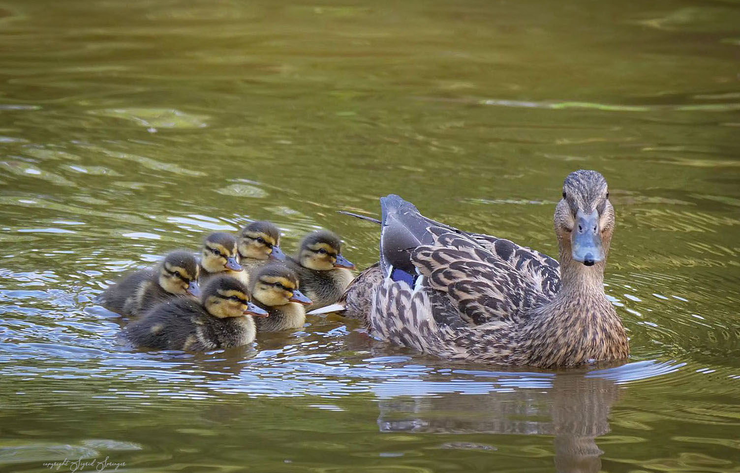 eine kleine Hamburger Familie