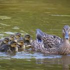 eine kleine Hamburger Familie