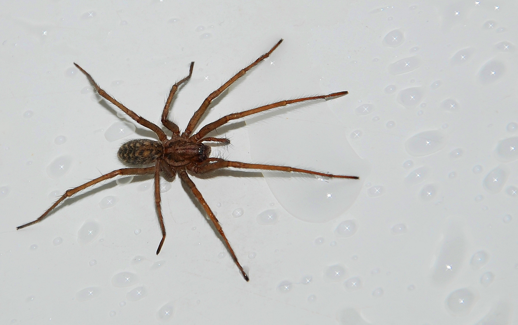 Eine kleine Hauswinkel-Spinne wenn ich mich nicht Irre :D ...