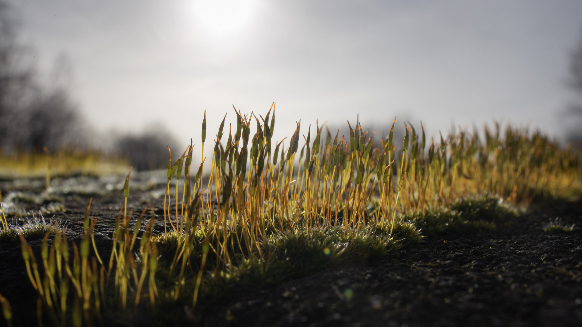 eine kleine hecke