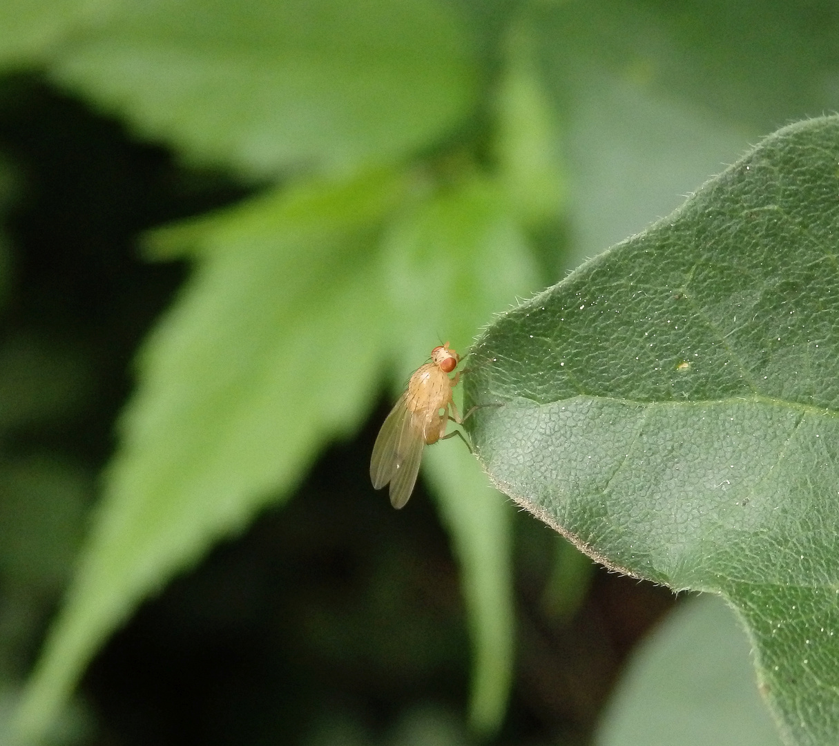 Eine kleine hellgelbe Faulfliege - vielleicht Meiosimyza rorida?