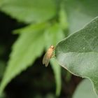 Eine kleine hellgelbe Faulfliege - vielleicht Meiosimyza rorida?