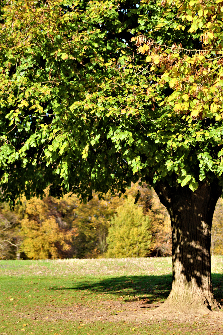 eine kleine Herbstmelodie ...