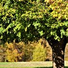 eine kleine Herbstmelodie ...