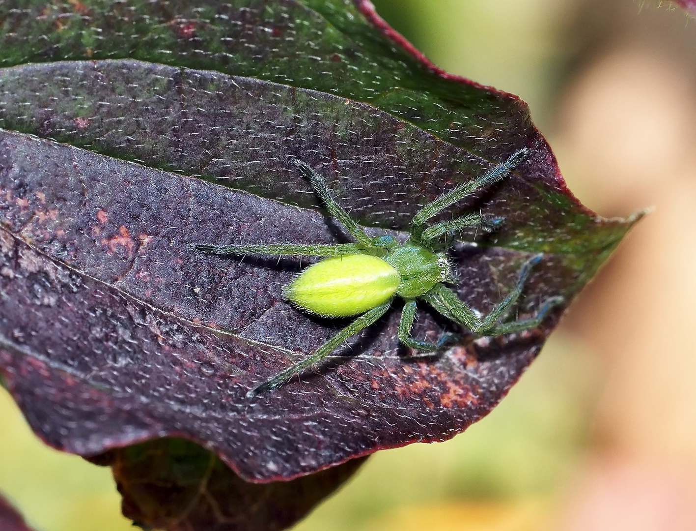 Eine kleine Hübsche: Ein Weibchen der Grünen Huschspinne (Micrommata virescens).