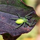 Eine kleine Hübsche: Ein Weibchen der Grünen Huschspinne (Micrommata virescens).