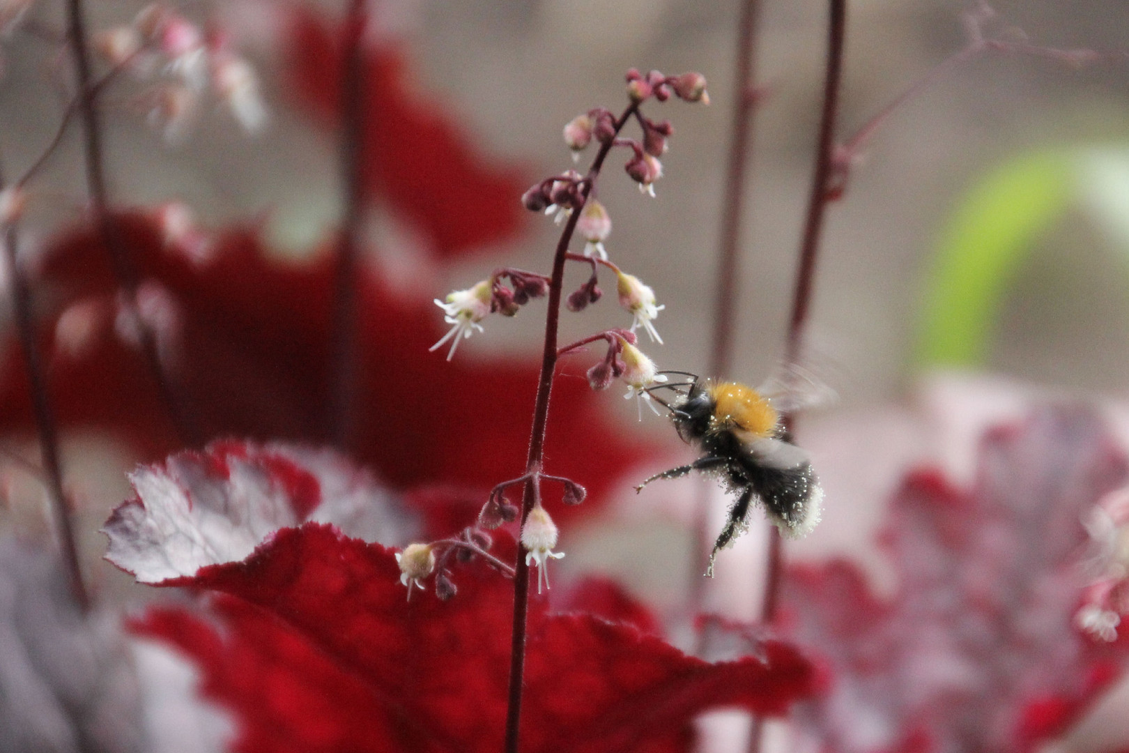 eine kleine Hummel 1