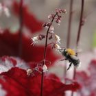 eine kleine Hummel 1