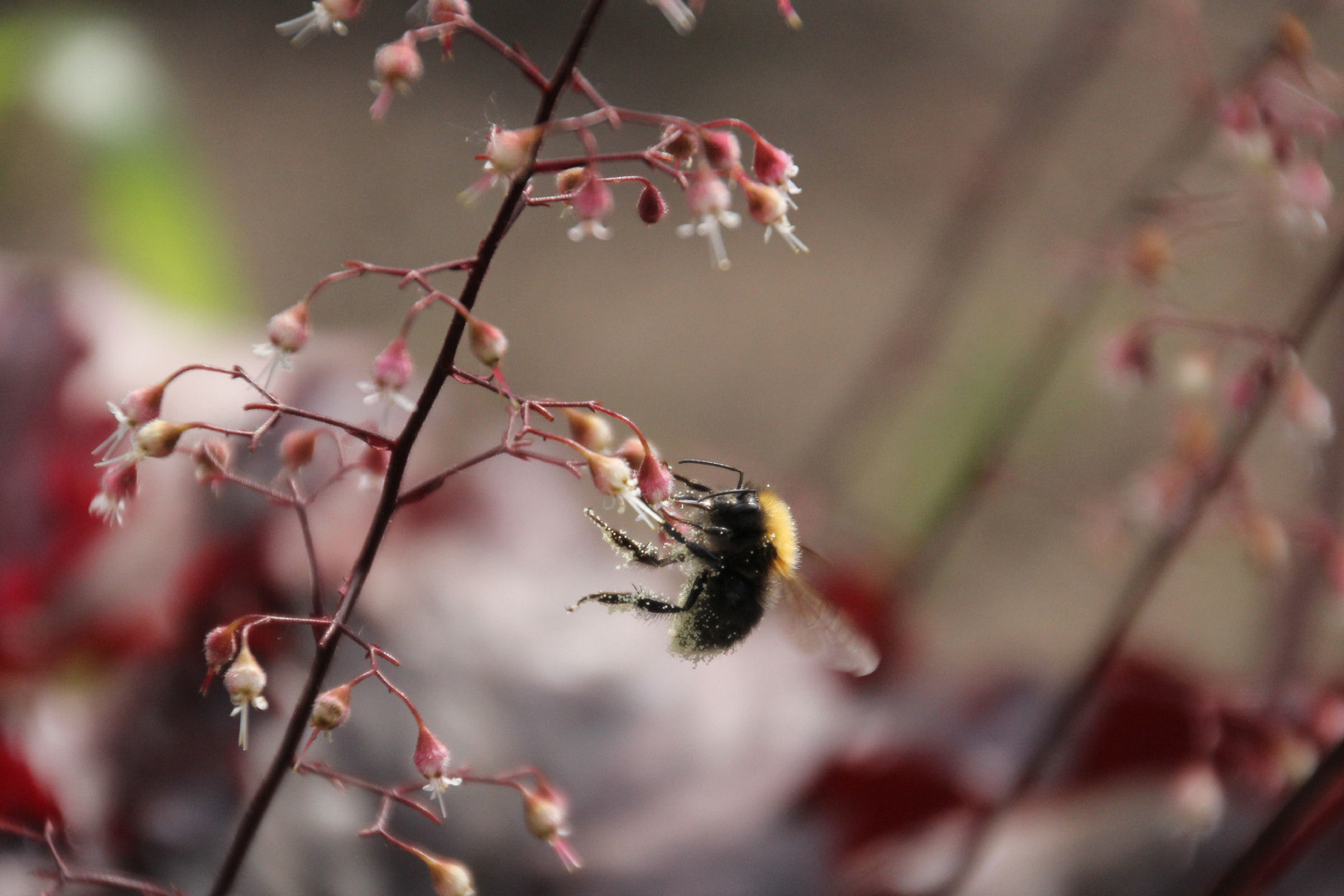 eine kleine Hummel 2