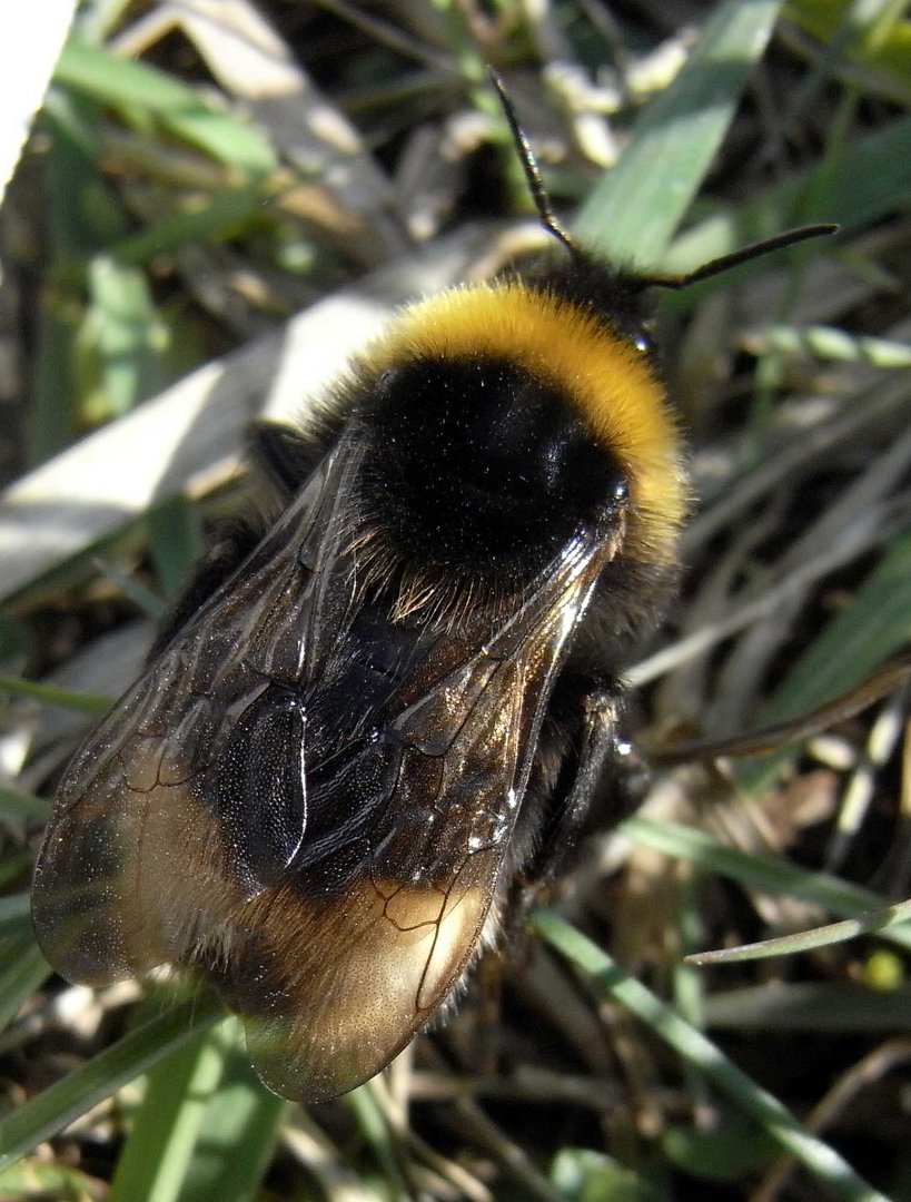 Eine kleine Hummel auf der großen Wiese ...