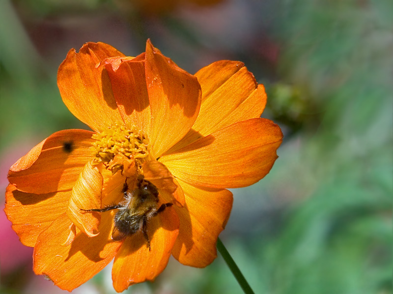 Eine kleine Hummel auf einer Blüte