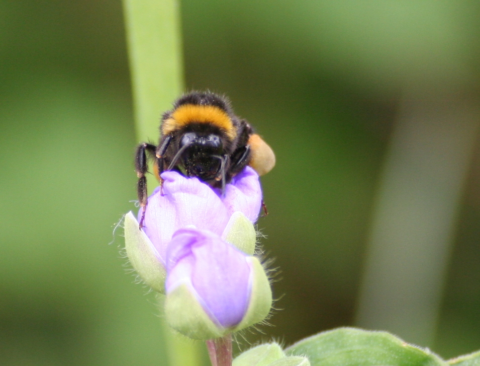 Eine kleine Hummel