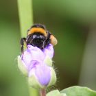 Eine kleine Hummel