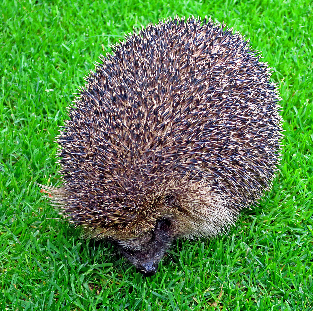 Eine kleine Igel-Geschichte