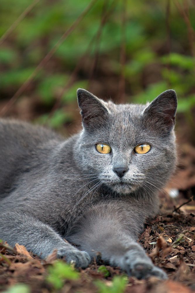 eine kleine Kartäuserkatze