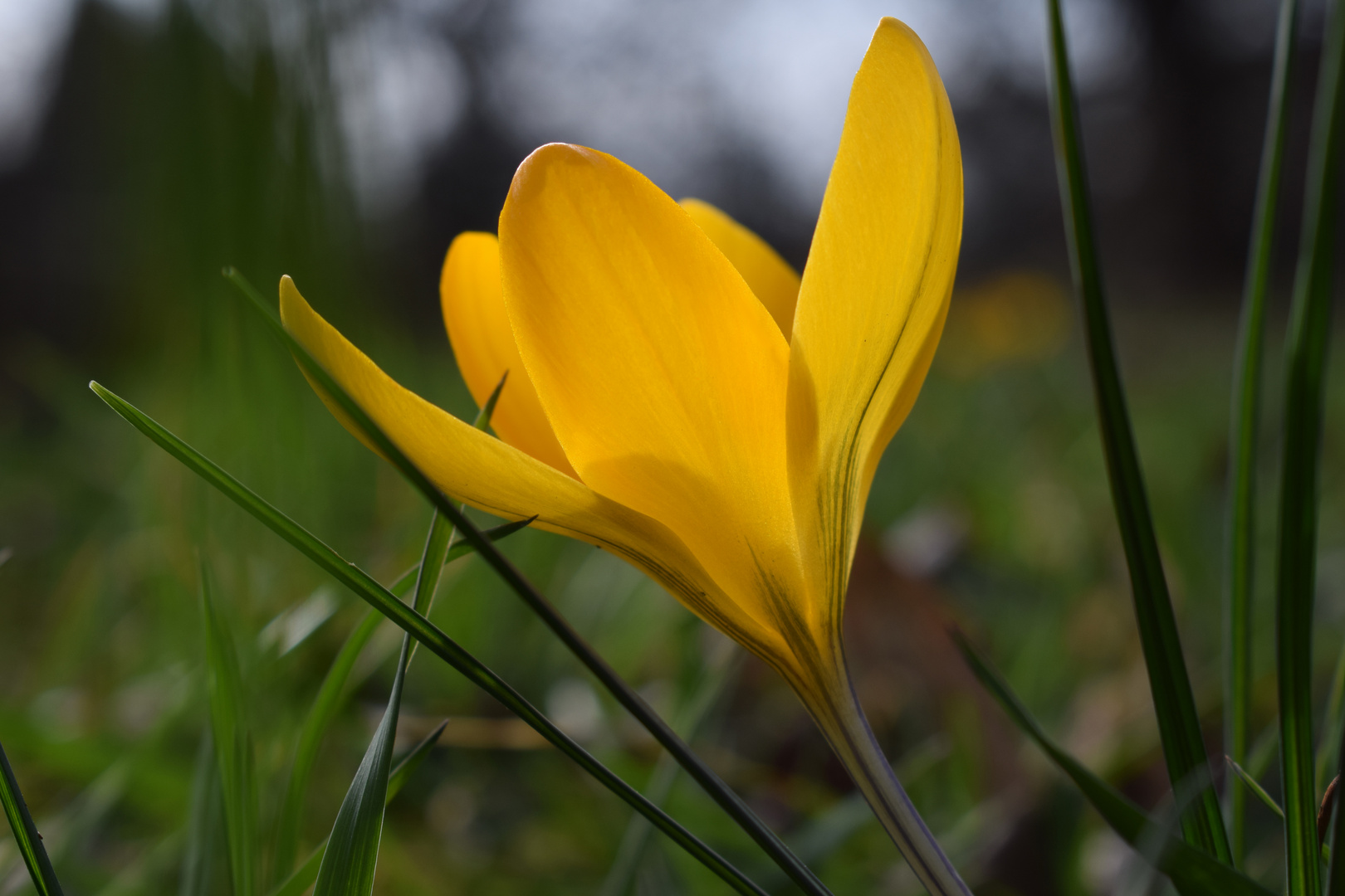 Eine kleine Krokusblüte